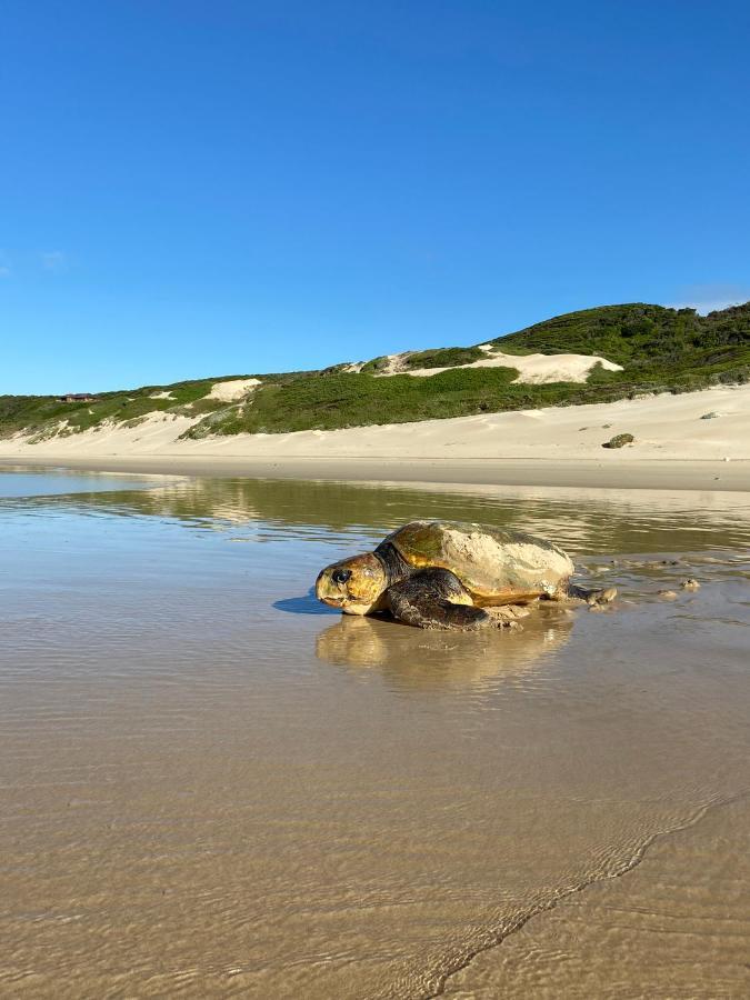Soutelande Country Stay - Close To 1#Beach In Pe Порт-Элизабет Экстерьер фото
